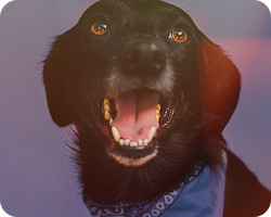 Urna funeraria para mascotas